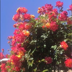 Meet your Posher, Kaylee